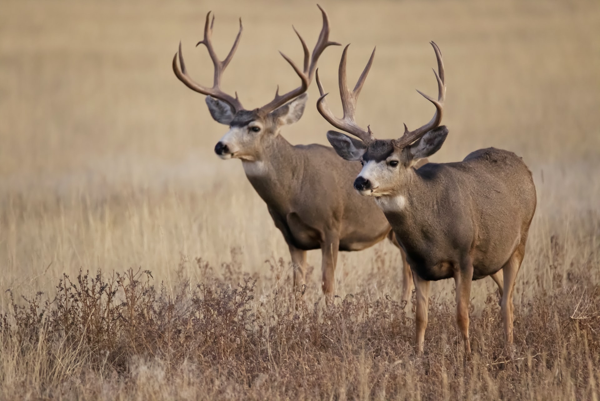 deer in field